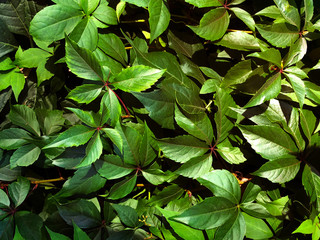 Fototapeta premium Dark green background of a healthy plant with light, horizontal oriented.