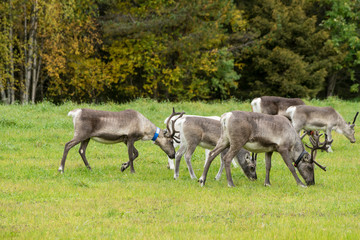 Reindeer walking in forest. Red, yellow, orange, green colored deciduous trees in fall. Autumn, ruska time Lapland, Finland