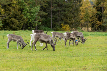 Reindeer walking in forest. Red, yellow, orange, green colored deciduous trees in fall. Autumn, ruska time Lapland, Finland