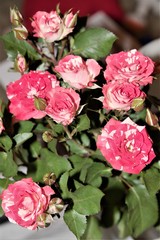 Vertical view of a beautiful bouquet of red roses.