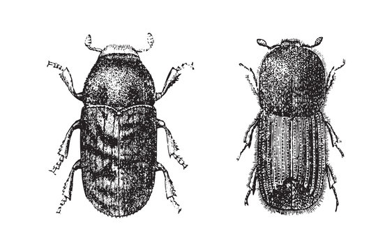 Beetles - Hylesinus fraxini (left) and Tomicus typographus (right) / vintage illustration from Brockhaus Konversations Lexikon 1908