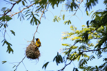 Lesser Masked-Weaver building nest for his lady