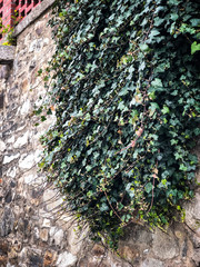 natural plants close up view