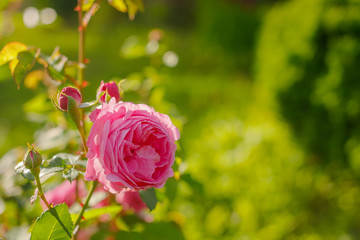 bright flower gardening rose closeup on a background of bushes.peony rose bushes on sunny day.Floral wallpaper with Beautiful gentle pink peony roses growing in garden.english shrub pink Olivia rose