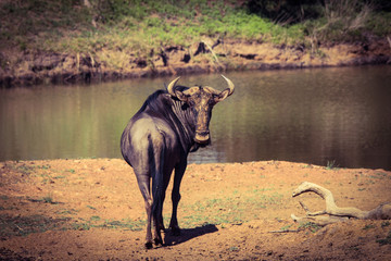 Lone Wildebeest by the water, spotted the spotter