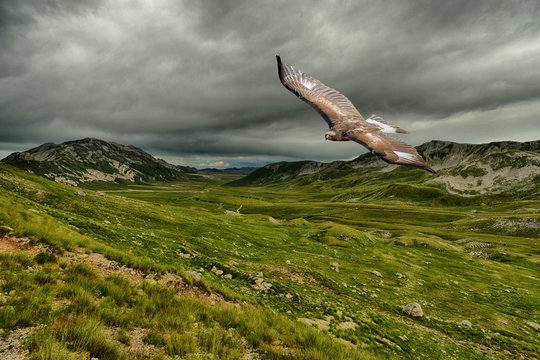 Gran Sasso e monti della Laga - Aquila Reale