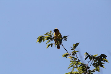 Southern Masked-Weaver sitting on a branch calling his friends