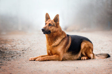 Naklejka na ściany i meble german shepherd dog beautiful portrait magic light walk with dogs