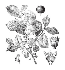 Alder buckthorn (Frangula alnus) / vintage illustration from Brockhaus Konversations-Lexikon 1908
