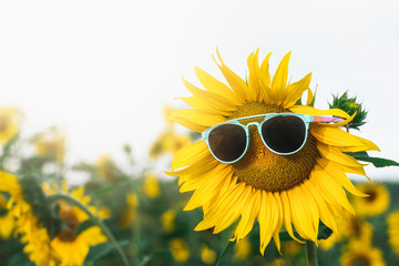 Sunflower with sunglasses in a field of sunflowers. Sunny summer