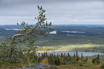 Mountains, forests, lakes view in autumn. Fall colors - ruska time in Iivaara. Oulanka national park in Finland. Lapland, Nordic countries in Europe