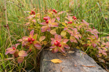 Bearberry in autumn. Fall colors - ruska time in Lapland. Finland, Nordic countries in Europe