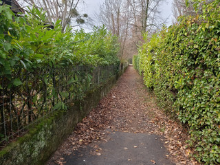 Fototapeta na wymiar path between evergreen hedges in Yvoire France during winter. 
