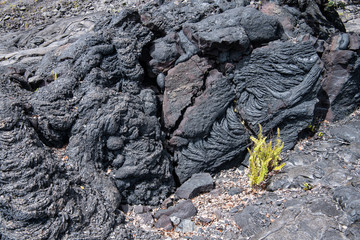 new life beginning to appear in an old lava flow on Hawaii