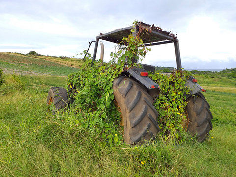 Abandoned tractor in field with vegetation rooted in its structure.