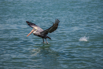 Pelican landing in the water in Florida
