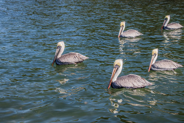 Pelicans in the water on a sunny day