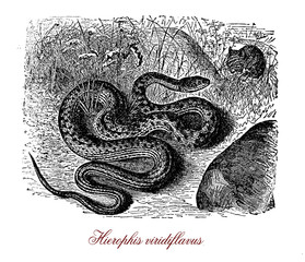 Green whip snake is a non-venomous very common Mediterranean snake, it can reach a total lenght of about 150cm und feeds on lizard, frogs and bird eggs