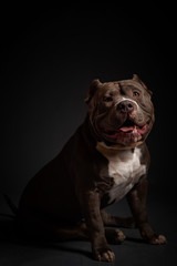 Dog breed American pit bull terrier. Dark background.