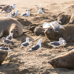 ( Mirounga angustirostris) Scene from the Northern Elephant Seal rookery at Piedras Blancas, Central Coast California