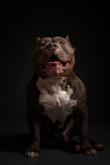 Dog breed American pit bull terrier. Dark background.