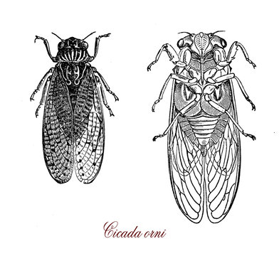 Cicada orni insect common in southern and central Europe, the males produce  in summer a clicking love calling song contracting and relaxing the abdominal membranes