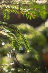 Waterdrops on branches