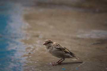 Sparrow stood his ground and Looking for food