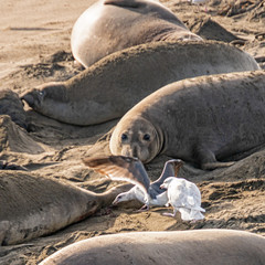 ( Mirounga angustirostris) Scene from the Northern Elephant Seal rookery at Piedras Blancas, Central Coast California