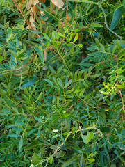 Flora della macchia mediterranea ligure