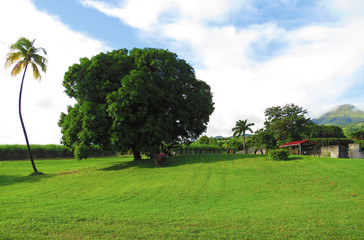 Tropical garden with tree and palm in the foreground on grass. Blue sky with white clouds.