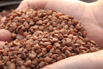 Buckwheat background, texture, the rump / Roasted buckwheat in a hands / Useful of buckwheat / Ingredient, product, cook / Dietary product.