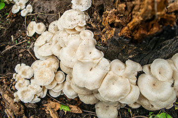 top view of white mushroom 
