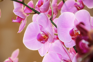 Fototapeta premium Bright pink orchid flowers Phalaenopsis 6