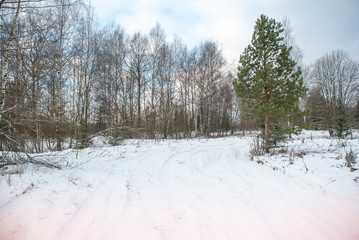 Winter landscape with birches and a lone pine tree