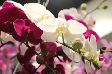 Obraz na płótnie Canvas Bright white and red orchid flowers Phalaenopsis 9