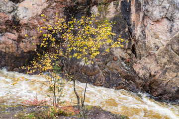 Red cliff, stone wall, forest, waterfall and wild river view in autumn. Fall colors - ruska time in Kiutaköngäs. One part of Karhunkierros Trail. Oulanka National Park, north Finland, Lapland, Europe