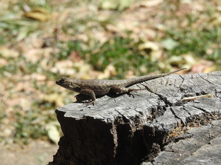 Western fence lizard perched on an old withered stump, in the Los Padres National Forest, California.