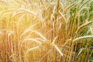 Closeup on golden wheat field at sunny summer day.