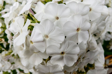 Closeup of white phlox's. Beautiful flowers white phlox's.