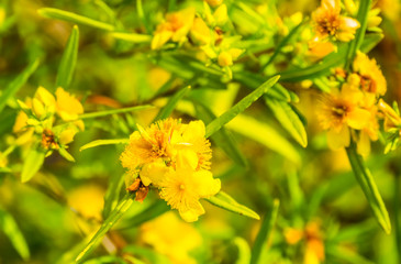 macro closeup of the yellow flowers of a kalm's st. johns wort bush, popular tropical ornamental...