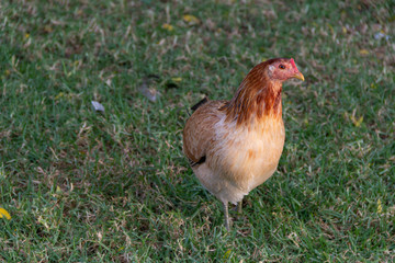 Gallina caminando en el césped