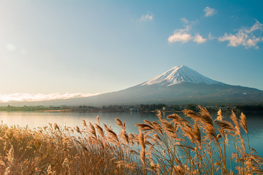 Morning flowers and Mount Fuji, Japan