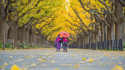 Asian traveller in kimono traditional dress walking in row of yellow ginkgo tree in autumn, Tokyo