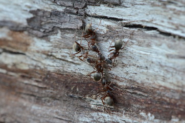 Unique nature shots of red ants hanging on a tree trunk