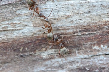 Unique nature shots of little red ants hanging on a tree trunk