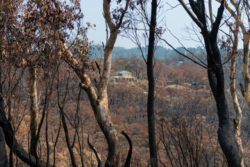 Fototapeta na wymiar A house that survived amongst gum trees burnt in the bushfires in The Blue Mountains in Australia