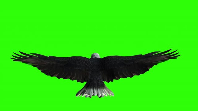 Bald eagle flies on a Green Screen. Back view.