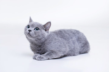 Funny large tabby cute kitten with beautiful big blue eyes. Pets and lifestyle concept. Lovely fluffy smiling cat on grey background. British Shorthair cat lying on white table.