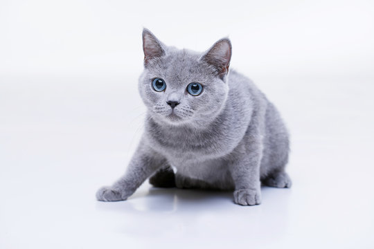Grey british shorthair blue eyes cheap